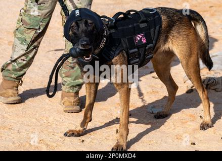 Ffreddie, ein militärischer Arbeitshund des 378. Geschwaders der Sicherheitskräfte, trainiert auf einem Schießstand auf dem Luftwaffenstützpunkt Prince Sultan, Königreich Saudi-Arabien, 21. Januar 2023. K9 die Verteidiger und ihre Betreuer müssen gemeinsam im Umgang mit Feuerwaffen trainieren, um in stressigen realen Situationen eine sichere Interoperabilität zu gewährleisten. Stockfoto