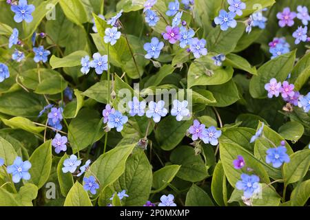 Omphalodes verna, gemeinhin als Navelwort, Blauäugige marienwurz oder Kriechmnabelwürz bekannt Stockfoto