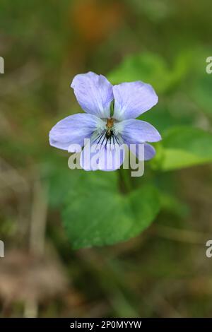 Viola riviniana, bekannt als gemeines Hundeviolett oe Holzviolett, Wildblume aus Finnland Stockfoto