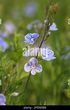 Veronica chamaedrys, gemeinhin bekannt als Germander Speedwell oder Bird's-Eye Speedwell, Wildblume aus Finnland Stockfoto