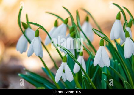 Schneeglöckchen blühen auf der sonnigen Frühlingswiese. Wunderschöner Blumenhintergrund Stockfoto