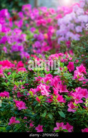 Wunderschöner Blumenhintergrund. Vertikales Foto, selektiver Fokus. Stockfoto