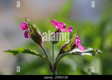 Silene dioica, gemeinhin bekannt als Red campion oder Red catchfly, Wildpflanze aus Finnland Stockfoto