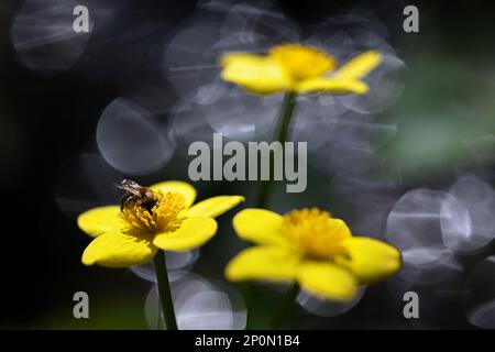 Caltha palustris, auch bekannt als Sumpfmaringewächse, Cowslip oder King Cup, Wildpflanze aus Finnland Stockfoto