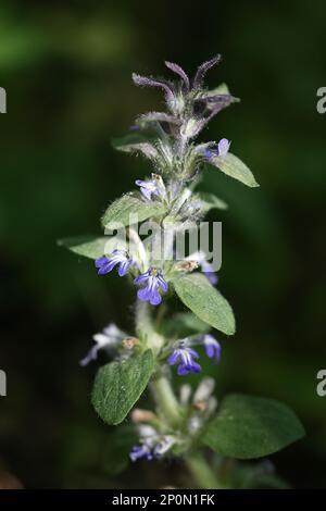 Ajuga-Reptane, gemeinhin bekannt als Blauhupen, Bugleherb, schleichender Käfer oder Teppichgras, Wildpflanze aus Finnland Stockfoto