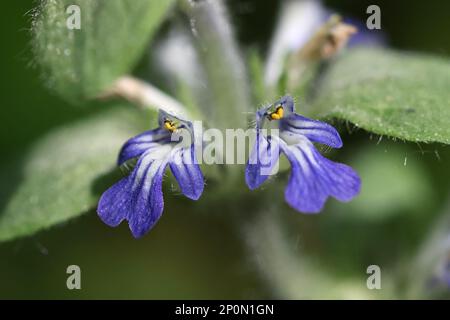 Ajuga-Reptane, gemeinhin bekannt als Blauhupen, Bugleherb, schleichender Käfer oder Teppichgras, Wildpflanze aus Finnland Stockfoto