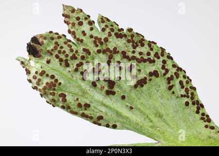 Tranzschelia Anemone, ein Rostpilz, der Blätter von Holzanemone infiziert, kein gebräuchlicher englischer Name Stockfoto