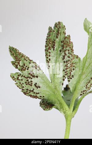 Tranzschelia Anemone, ein Rostpilz, der Blätter von Holzanemone infiziert, kein gebräuchlicher englischer Name Stockfoto