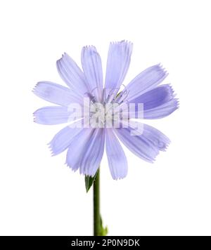 Wunderschöne blühende Zichorien-Blume isoliert auf Weiß Stockfoto