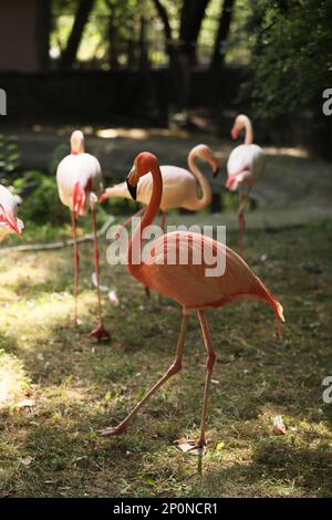 Eine Schar wunderschöner Flamingos im Zoo. Watvögel Stockfoto