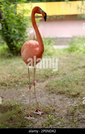 Wunderschöner karibischer Flamingo im Zoo. Watvogel Stockfoto