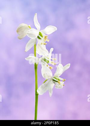 Drei Schneeglöckchen (Galanthus nivalis) auf einem einzigen Stiel, fotografiert vor einem bunten Hintergrund Stockfoto