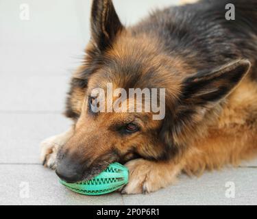 Nahaufnahme eines deutschen Schäferhundes, der grünes Gummispielzeug kaut. Stockfoto