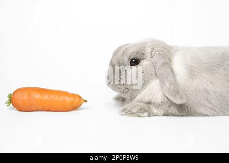 Ein grauer Zwergkaninchen liegt auf weißem Hintergrund mit einer Karotte im Rahmen. Wunderschönes Kaninchen mit abgeschnittenen Ohren. Stockfoto