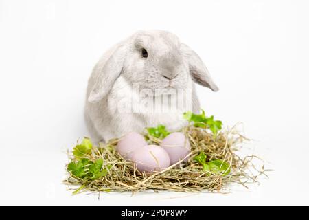 Süßes graues Kaninchen sitzt auf weißem Hintergrund, Nest aus Heu und Grün mit gefärbten rosa Eiern davor. Osterkomposition. Stockfoto