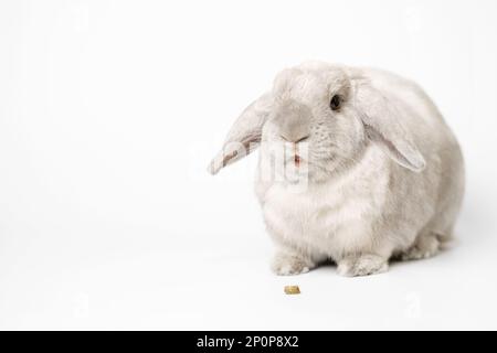 Wunderschönes Kaninchen mit kleinen Ohren und Futter auf weißem Hintergrund. Viel freier Platz für Ihre Anzeigen. Kaninchen isst spezielles Trockenfutter. Stockfoto