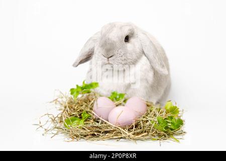 Graues Kaninchen mit lila Ohren sitzt auf weißem Hintergrund, Nest aus Heu und Grün mit gefärbten rosa Eiern davor. Osterkomposition. Stockfoto