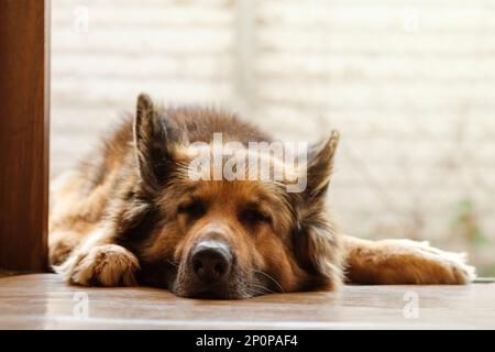 Der Schäferhund schläft auf der Veranda Stockfoto