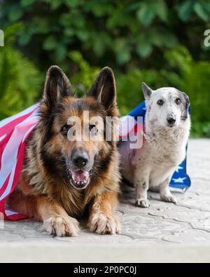 Zwei Hunde liegen bedeckt mit einer amerikanischen Flagge. Stockfoto