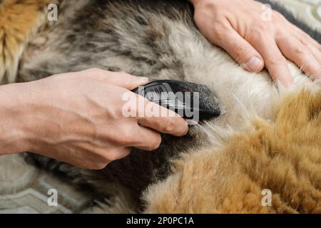 Pflege des Hundefells mit einem Trimmer oder Haarschneider, Nahaufnahme. Stockfoto