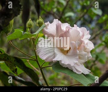 Nahaufnahme der weißen, rosa Hibiscus mutabilis alias Confederate Rose oder Dixie Rosemallow Blume und Knospen im Freien auf natürlichem Hintergrund Stockfoto