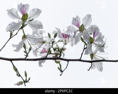 Aus nächster Nähe sehen Sie den blühenden Zweig des tropischen bauhinia variegata, auch Orchideenbaum mit wunderschönen weißen und violetten Blumen, Thailand Stockfoto