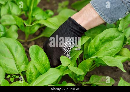 Die Hand eines Mannes im Handschuh zieht Unkraut aus dem Spinatfeld. Stockfoto