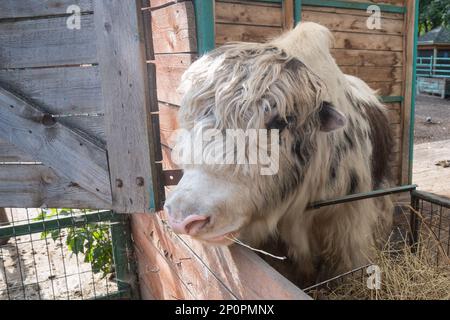 Ein mongolischer Yak in einem offenen Käfig auf einer Farm frisst Heu. Tierporträt Stockfoto