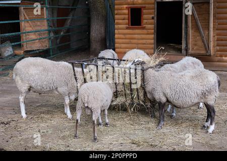 Graue Schafe fressen Heu im schwarzen Futtertrog. Haustieren Stockfoto