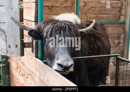 Ein mongolischer Yak in einem offenen Käfig auf einer Farm frisst Heu. Tierporträt Stockfoto