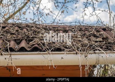 Dach mit altem Schiefer. Herbstblätter und Baumzweige. Dachreinigung Stockfoto