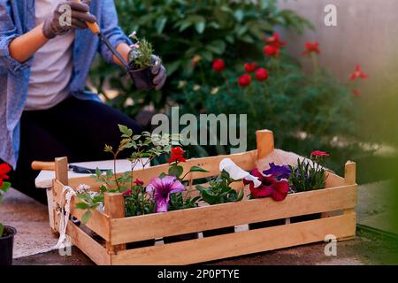 Gärtnerin stopft Blumen in der Nähe von Holzkisten in Blumentöpfen. Heimgärtnern, Frühlingsgärten. Kleine Unternehmen - Blumenladen, Freiberufler, Gartenarbeit Stockfoto