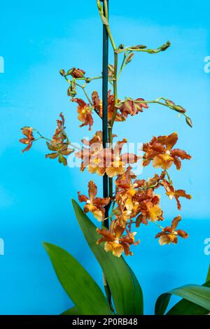 Cambria Catatante Orchid oder Orange Beauty Flower Soft Focus Nahaufnahme auf blauem Hintergrund Stockfoto