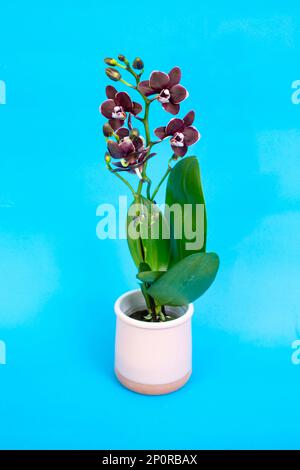 Gegossene kleine Phalaenopsis Orchidee, auf rosafarbenem Keramiktopf, isoliert auf blauem Hintergrund Stockfoto