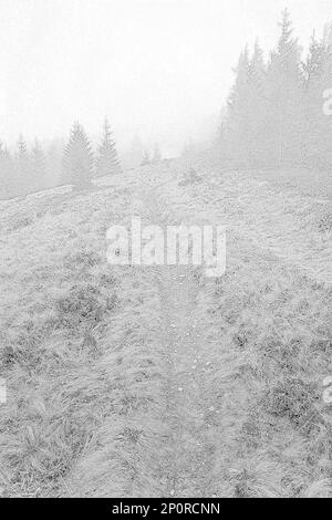 Waldpfad über den Dragobrat-Berg, handgezeichnete Skizze graviert Stockfoto