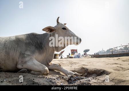 Großbulle in der Nähe des Ganga River, Varanasi, Indien Stockfoto