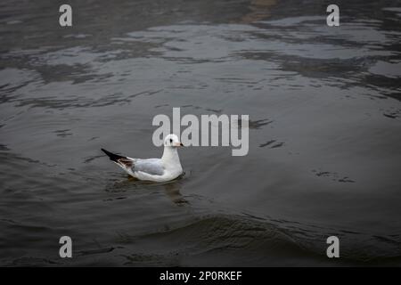 Möwen im Winter im Ganga River, Varanasi Stockfoto
