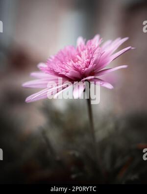 Eine rosafarbene China-Osterblume wächst in der Natur mit weichem, selektivem Fokus und cremigen Pastelltönen auf einem unscharfen hellen Hintergrund Stockfoto