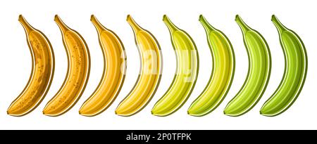 Vector Banana Set, horizontaler Coupon mit Lotsammlung mit ausgeschnittenen Illustrationen der Gruppe verschiedener gerippter und grüner Bananen in einer Reihe auf weißem Hintergrund Stock Vektor