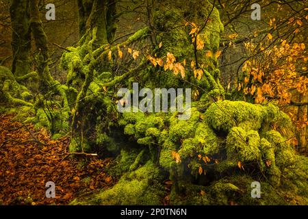 Moosbedeckte Buchenbäume auf Exmoor. Stockfoto