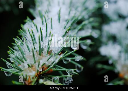 Eine Nahaufnahme von Abies Firma geht mit Schnee drauf Stockfoto