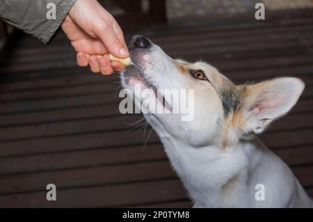 Menschliche Hand füttert junge Mischhunde mit Maisstock und trainiert einfache Befehle Stockfoto