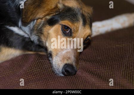 Porträt eines süßen, gemischten, dreifarbigen Hundes, der auf dem Sofa lag, und der wartende Herr kehrte nach der Arbeit nach Hause zurück Stockfoto