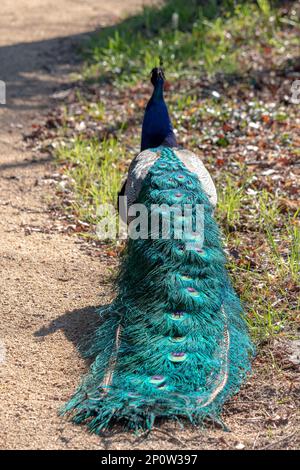 Pfau mit wunderschönen Schwanzfedern, die weglaufen. Stockfoto