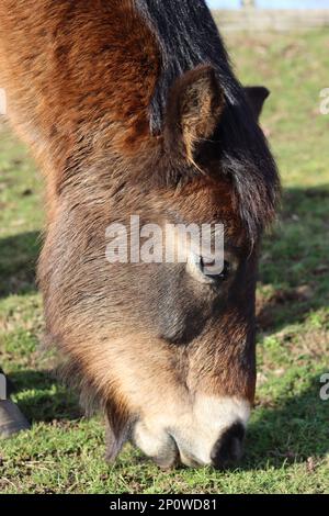 Ein Exmoorpony, das friedlich in der Sonne auf einem Feld weidet Stockfoto