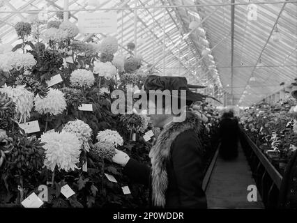 Chrysanthemum-Show des Landwirtschaftsministeriums, 1917. Japanische und chinesische Sorten für den Gewächshausanbau. Stockfoto