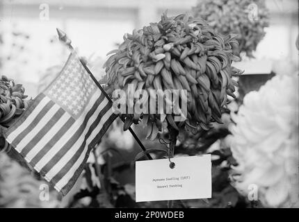 Chrysanthemum-Show des Landwirtschaftsministeriums, 1917. Japanischer Sämling (1917) General Pershing. Stockfoto