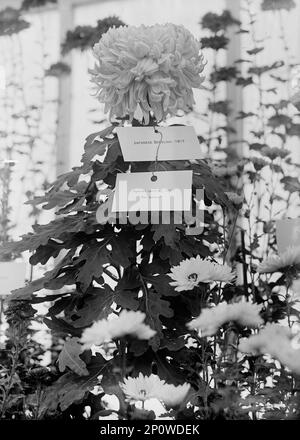 Chrysanthemum-Show des Landwirtschaftsministeriums, 1917. Japanischer Setzling (1917) "war Mother". Stockfoto