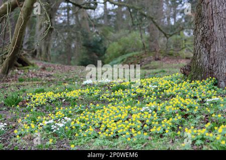 Große Ansammlung gelber Winteraconite unter einem Baum in einem Wald Stockfoto