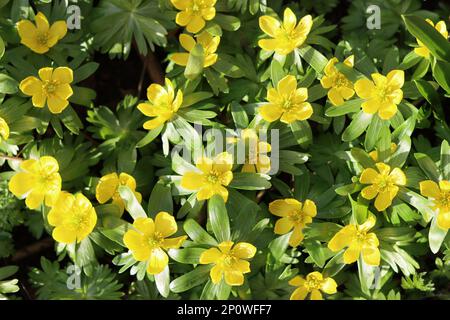 Nahaufnahme von hellgelben Akoniten bei Frühlingssonne Stockfoto